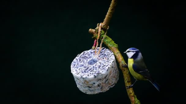 Blue Tit Cyanistes Caeruleus Birds Pecking Sunflower Seeds Suet Fat — ストック動画