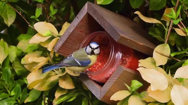 Blue Tit Cyanistes Caeruleus Bird Eats Suet Bird Seeds Forest — Stockvideo