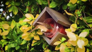 Robin (Erithacus rubecula) kızıl orman meyveleriyle kuş yemi kavanozundan kuş yemi ve süet gagalama