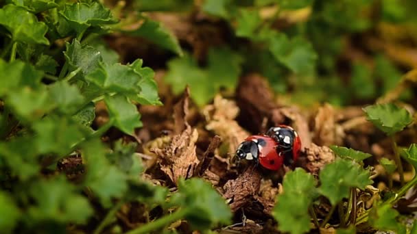 Ladybug Bovenop Een Andere Lieveheersbeestje Blijven Samen Wandelen Natuur Liefde — Stockvideo