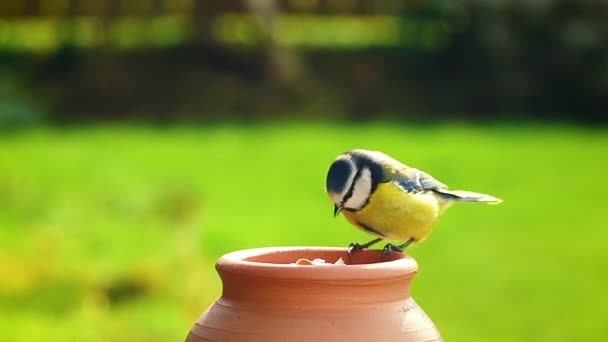 Blue Tit Cyanistes Caeruleus Bird Pecking Peanut Jar — Stock Video