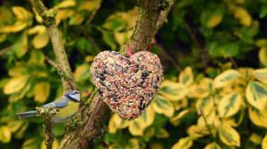 Blue tit (Cyanistes caeruleus) pecks bird seeds from heart shaped bird feeder