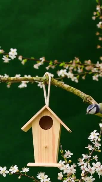 Blue Tit Jumps Bird House Peck Peanut Bird Food Copy — Vídeo de stock
