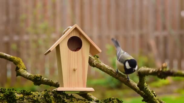 Great Tit Hops Branch Jumps Bird Feeder House Peck Food — Video