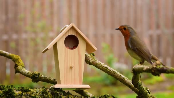 Robin Redbreast Erithacus Rubecula Picoteando Comida Casa Alimentadora Aves — Vídeo de stock