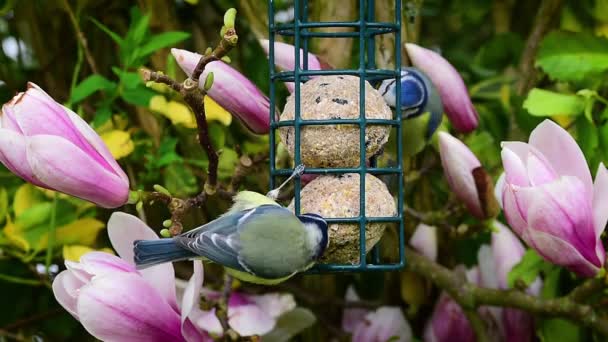 Blue Tit Cyanistes Caeruleus Birds Pecking Suet Fat Ball Food — Vídeo de Stock