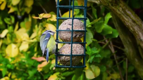 Blue Tit Cyanistes Caeruleus Bird Eating Suet Fat Balls Food — стоковое видео