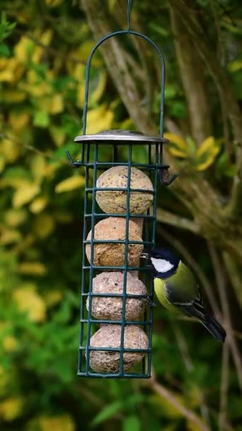 Bird Great Tit Parus Major Eating Seeds Suet Fat Balls — Video