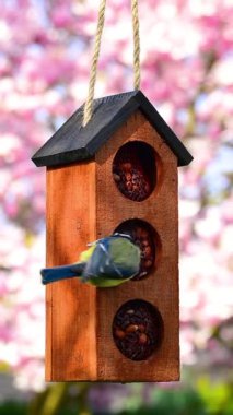 Blue tit (cyanistes caeruleus) on bird feeder house, blooming magnolia tree blurred background