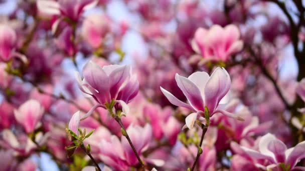 Магнолия Дерево Полном Расцвете Красивые Розовые Цветы Цветут — стоковое видео