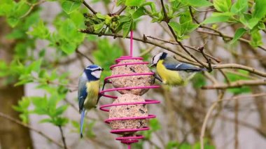 Blue tit (cyanistes caeruleus) birds pecking grains from suet fat balls bird feeder in spring.