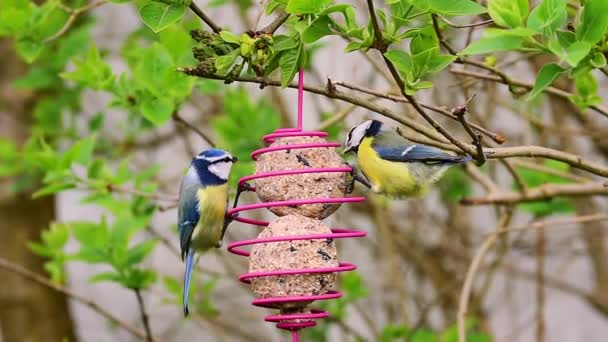 Blue Tit Cyanistes Caeruleus Birds Pecking Grains Suet Fat Balls — стоковое видео