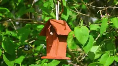 Blue tit (Cyanistes Caeruleus) pecking peanuts from bird feeder house in spring