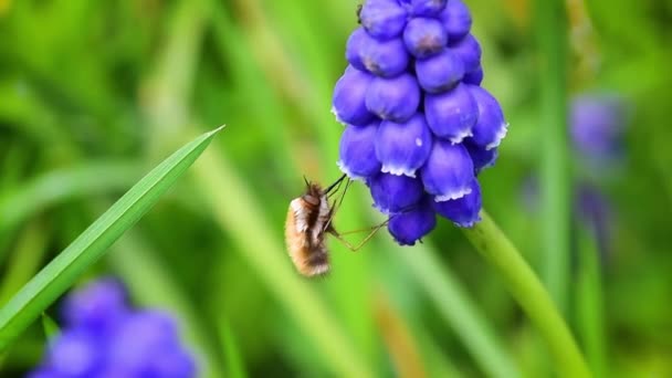 Dunkelkantige Bienenfliege Trinkt Nektar Auf Lila Traubenhyazinthe — Stockvideo