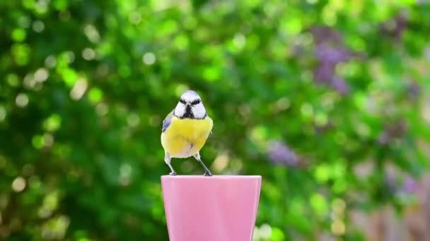 Blue Tit Bird Landing Flower Pot Eat Bird Food Bokeh — Video