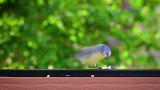 Slow Motion Blue Tit Cyanistes Caeruleus Landing Pecking Peanuts Bird — Vídeo de Stock