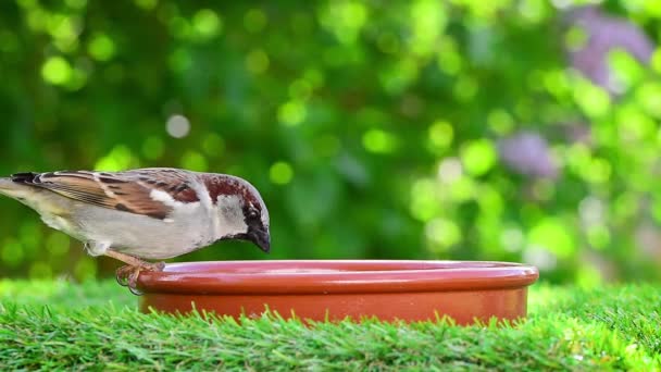 Sparrow Eet Vogel Voedsel Het Voorjaar Groene Natuur Bokeh Achtergrond — Stockvideo