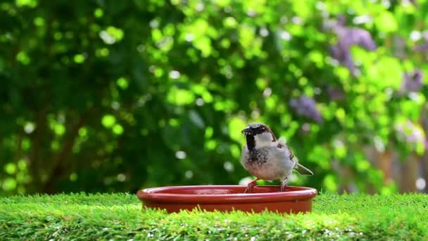 Sparrow Hops Bowl Eats Bird Food Seeds Grains Spring Shallow — Stock Video