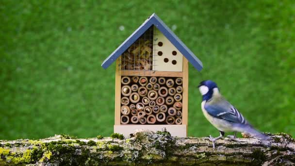 Great Tit Birds Pecking Food Insect Hotel — Vídeos de Stock
