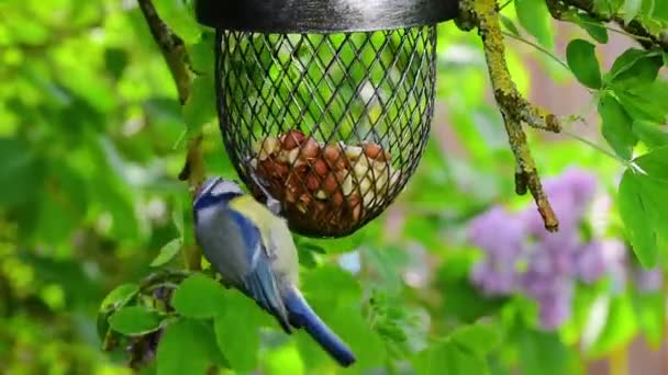 Vogel Pikt Voedsel Uit Pinda Vogel Feeder Het Voorjaar — Stockvideo