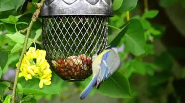 Eurasian blue tit (Cyanistes Caeruleus) bird pecking peanuts from acorn shaped bird feeder in spring blossom