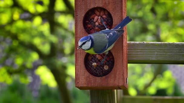 Blue Tit Cyanistes Caeruleus Bird Eats Peanuts Spring Green Bokeh — Stock Video