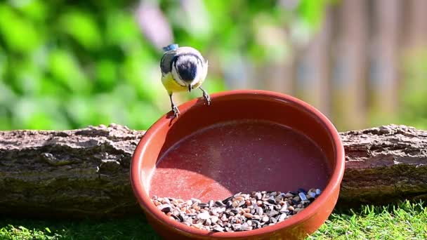 Bird Blue Tit Cyanistes Caeruleus Pecking Grains Seeds Bird Feeder — Vídeos de Stock
