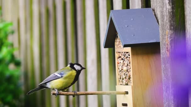 Great Tit Parus Major Bird Pecking Peanut Food Insect Hotel — Stockvideo