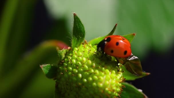 Ladybug Red Ladywing Coccinella Spreading Wings Young Green Strawberry — ストック動画