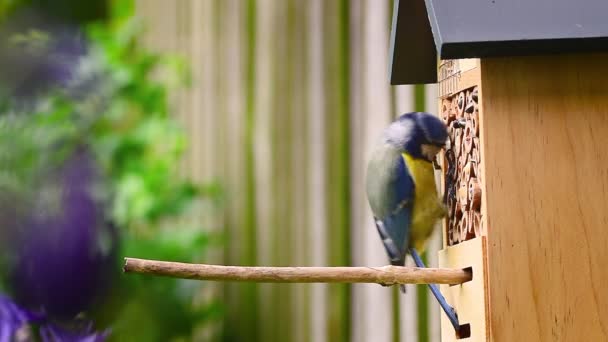 Bird Blue Tit Cyanistes Caeruleus Pecking Food Insect Hotel — Video