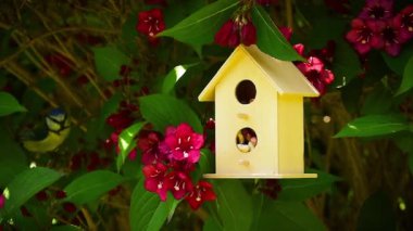 Blue tit pecking peanut bird food from house in tree with red flowers