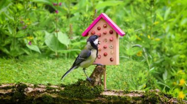 Great tit (parus major) bird pecking peanuts food from insect house, verdant green backdrop