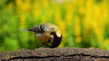 Great tit close up. Bird perches on branch to peck bird food. Shallow depth of field yellow flowers spring background
