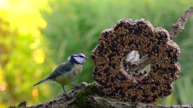 Blue tit bird eating seeds pecking at flower shaped bird feeder.