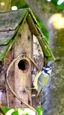 Bird, blue tit (Cyanistes caeruleus), pecking food from bird house, vertical video