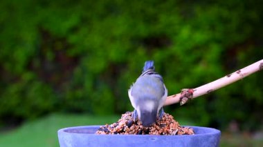 Great tit bird (parus major) hopping on branch to eat bird seeds