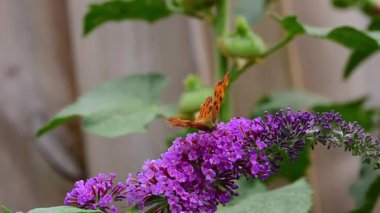 Virgül Kelebeği (Polygonia c-albüm) kelebek çalılarının açan pembe çiçeklerinden nektar yudumlarken (Buddleja davidii)