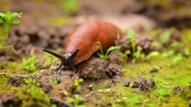 Zemindeki sümüklüböcekler geri çekiliyor ve çekiliyor