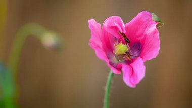 Pembe gelincik çiçeğinin üzerindeki arılar