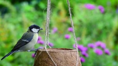 Great tit (parus major) bird perches on basket to eat bird seeds food