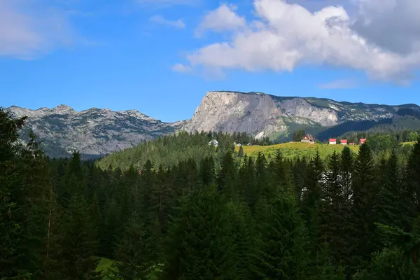 Avrupa 'da çam ormanı ve dağ manzarası Durmitor Milli Parkı' nın kalbinde Zabljak, Karadağ 'ı keşfetmek, Balkanlar' ı keşfetmek, yazın Avrupa 'yı gezmek.