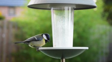 Garden birds, great tit and blue tit, pecking peanut food from bird feeder in garden on a freezing cold winters day
