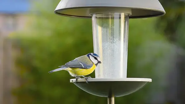 Hungry eurasian blue tit bird (Cyanistes caeruleus) perched on bird feeder to peck food on a freezing cold winters day