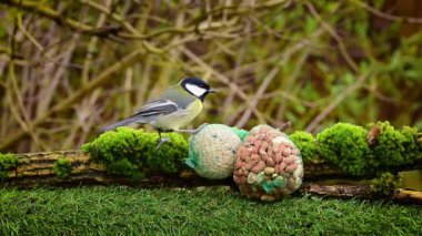 Great tit bird (parus major) hopping on suet fat ball and peanut net bird food in winter.