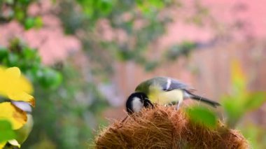 Great tit birds (parus major) pecking bird food in spring