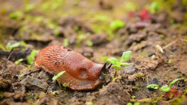 Turuncu kahverengi sümüklü böcek (gastropod) yerde sürünür ve genç bitkileri yer.