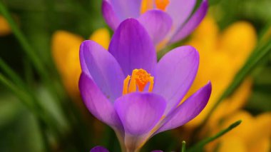 Mor kır çiçeği rüzgarda sallanıyor. Havada bahar kokusu var! Yakın çekim, alan derinliği bulanık arkaplan.