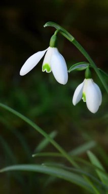 Kar damlaları rüzgarda sallanıyor, kışın sonunda çiçek açıyor. Bulanık arkaplan..