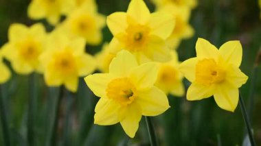 Nergisler (Narcissus) rüzgarda sallanıyor, ilkbaharda güzel sarı Paskalya çiçekleri. Sığ alan derinliği.