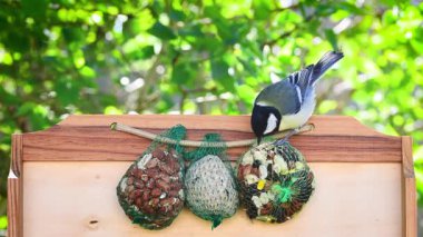 Great tit bird (parus major) pecking bird food from do it yourself bird feeder with suet fat balls, peanuts, sunflower seeds, grains and mixed dry fruits. Green spring bokeh background.